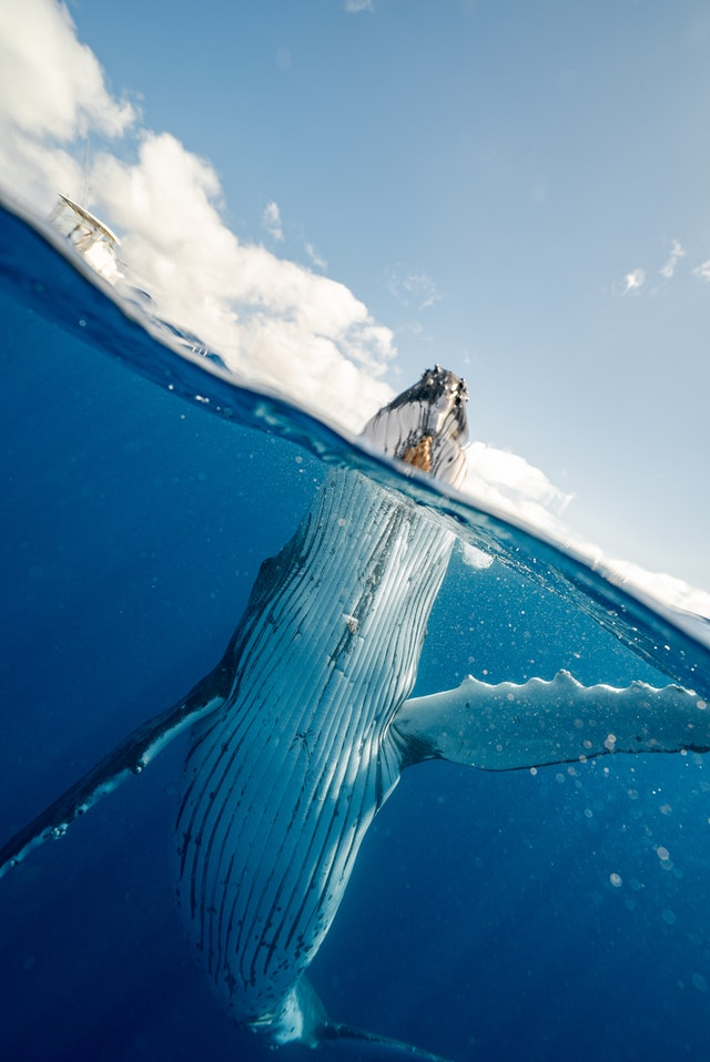 Humpback whale surfacing near boat under clear sky